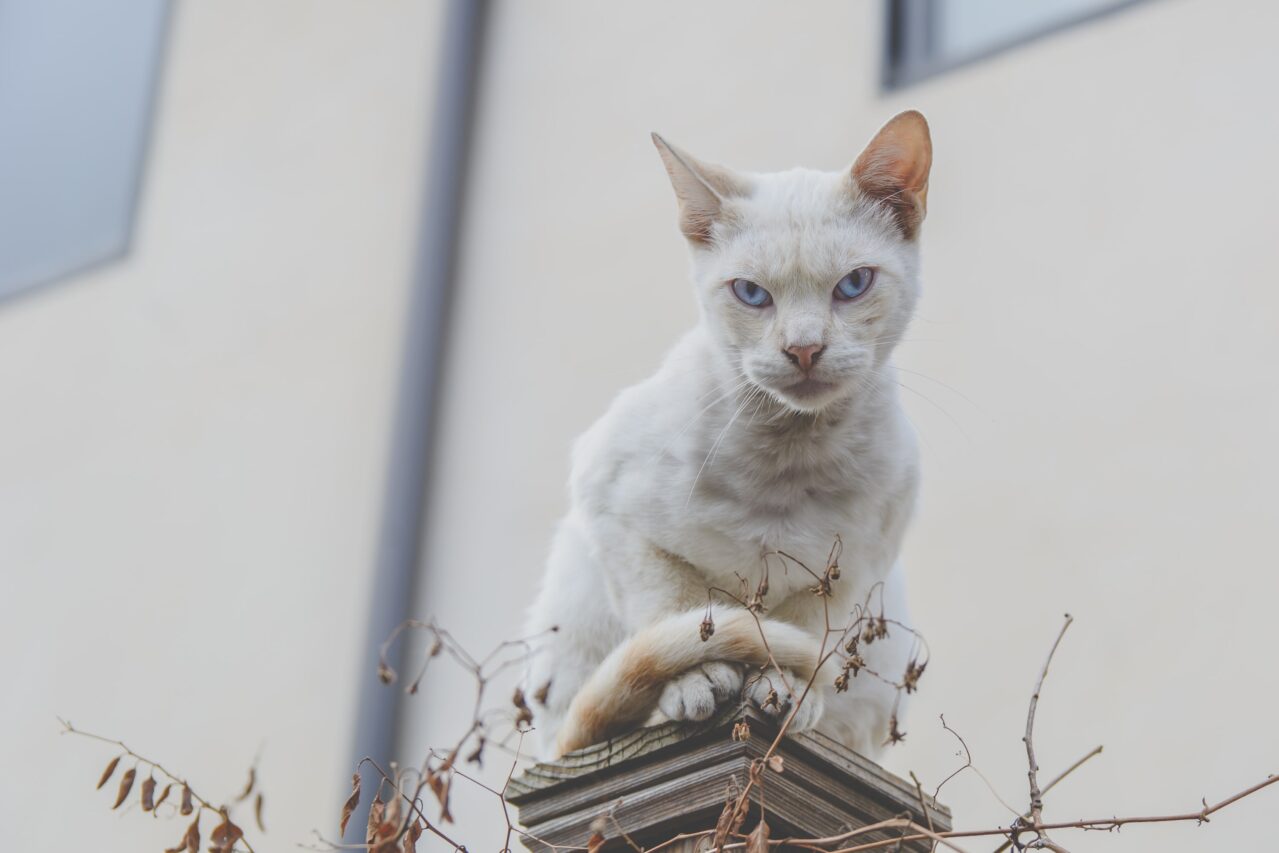 kissa katsoo pistävästi kohti