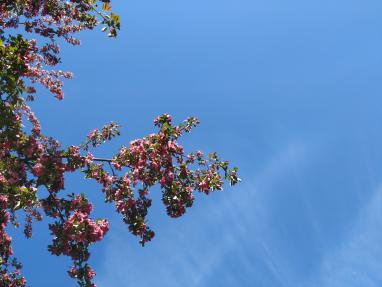 vaaleanpunainen kukkiva oksa sinistä taivasta vasten