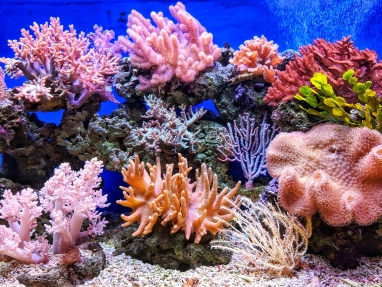 koralli akvaariossa