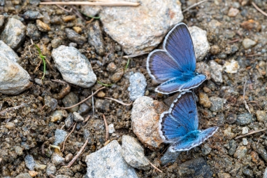 Sinisiä perhosia soraisessa maastossa