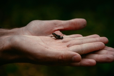 Pieni sammakko kämmenellä