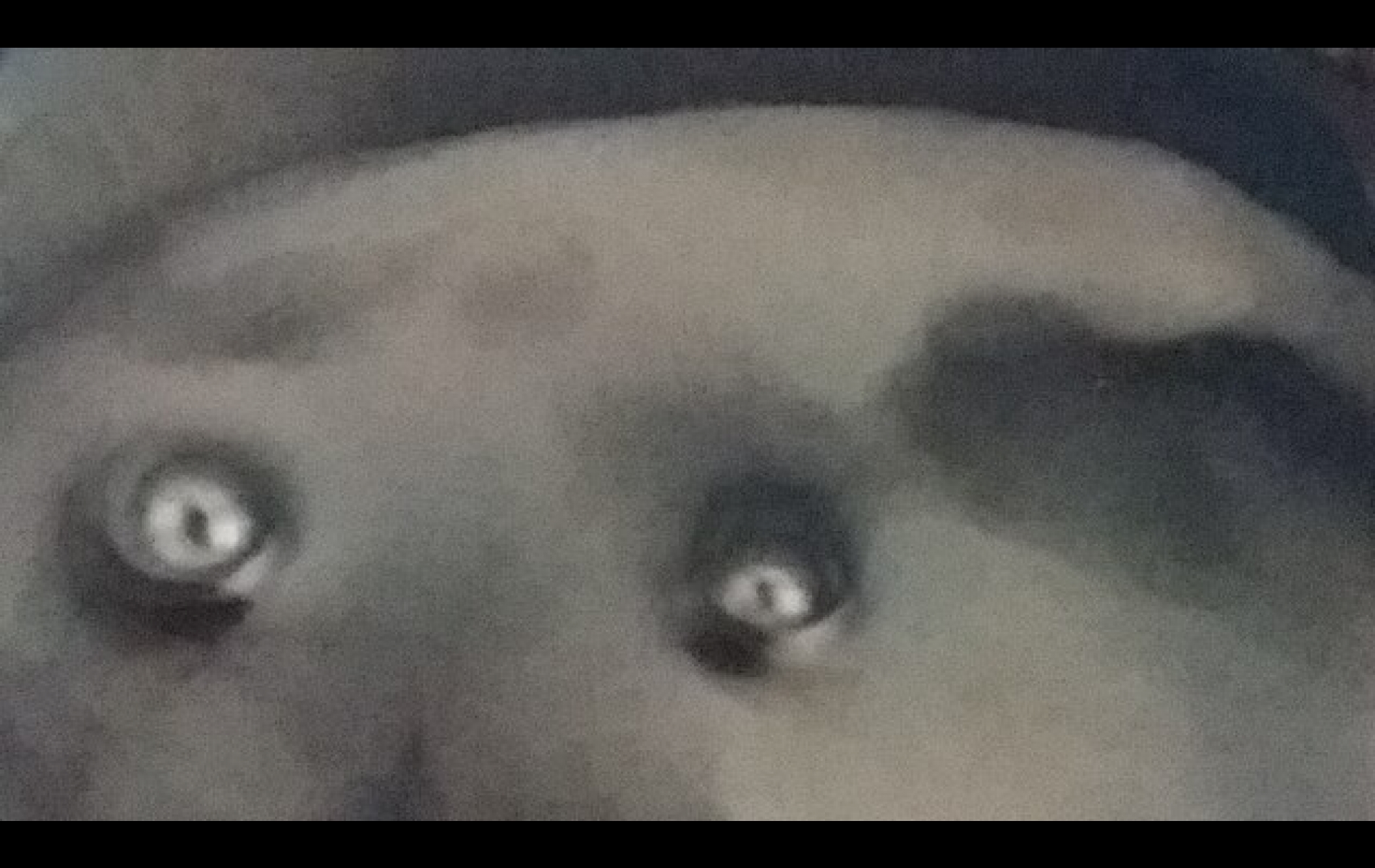 Harmaa kuva, jossa jonkinlaisen olion päälaki ja silmät näkyvät