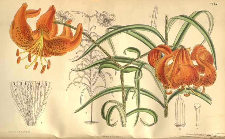 lilium davidii