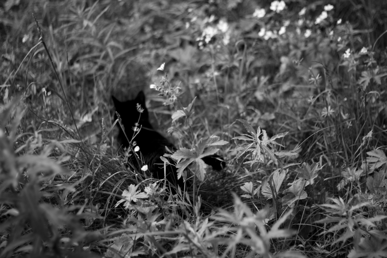 Musta kissa heinikossa