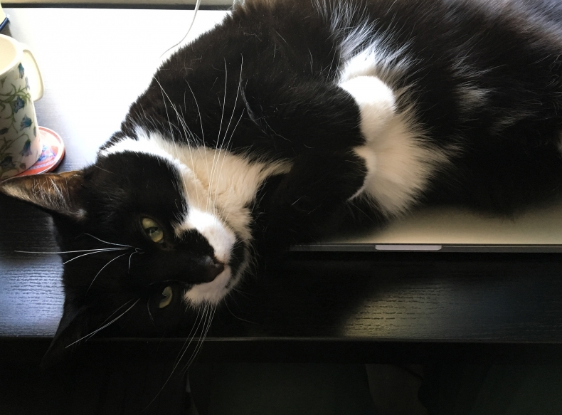 mustavalkoinen kissa makaa läppärin päällä