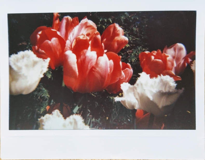 punaisia ja valkoisia tulppaaneja, polaroid-kuva