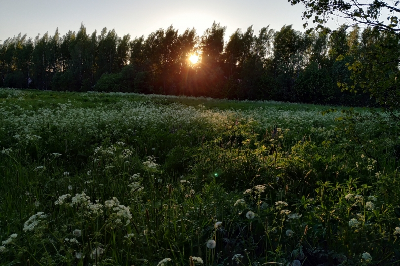 auringonlasku ja kukkaniitty