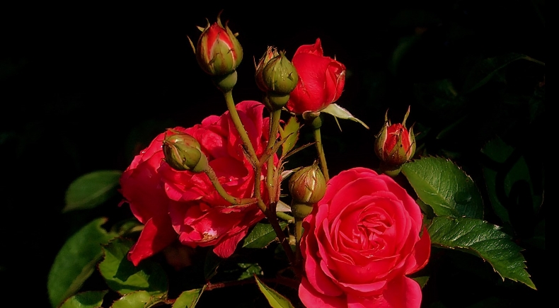 lovely roses
