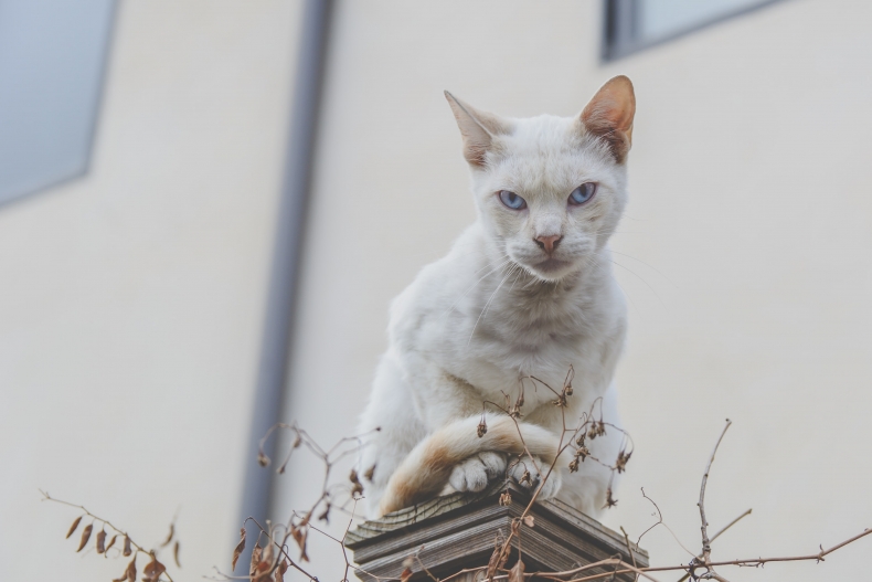 kissa katsoo pistävästi kohti