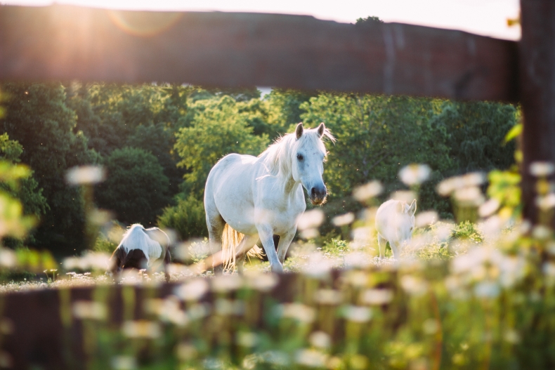 valkoinen hevonen kesälaitumille
