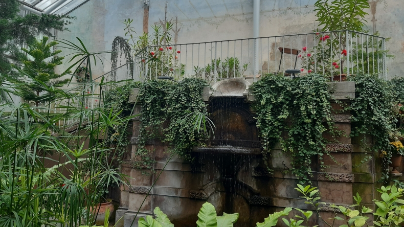 rönsyileviä kasveja talvipuutarhassa