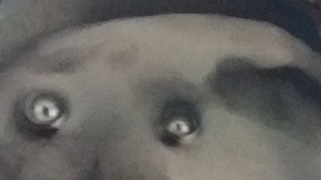 Harmaa kuva, jossa jonkinlaisen olion päälaki ja silmät näkyvät